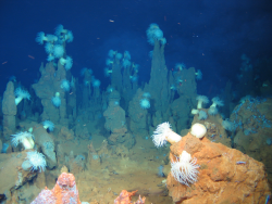 Black smokers with anemones and orange-brown fragments of massive sulphides in the German exploration license area (Indian Ocean)